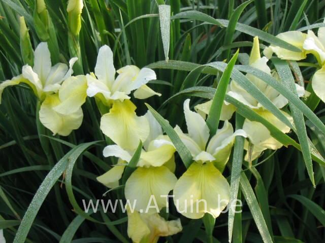 Siberische Iris - Iris sibirica 'Butter and Sugar'