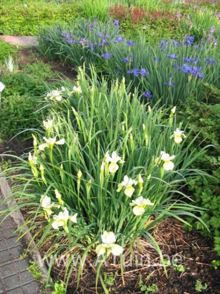 Iris sibirica 'Butter and Sugar' - Siberische Iris