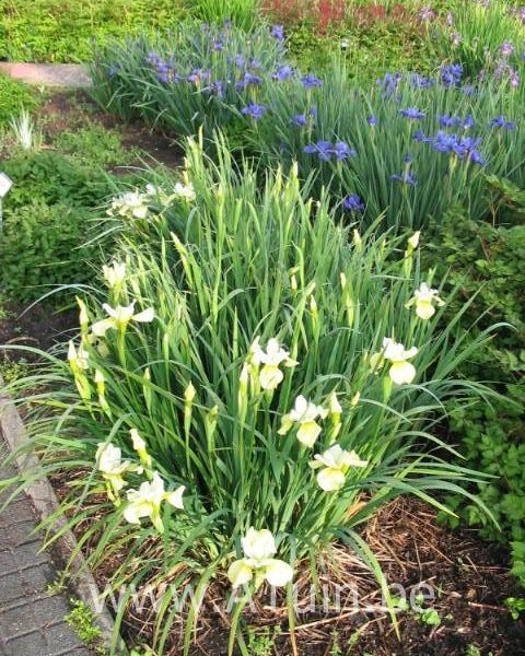 Iris sibirica 'Butter and Sugar' - Siberische Iris