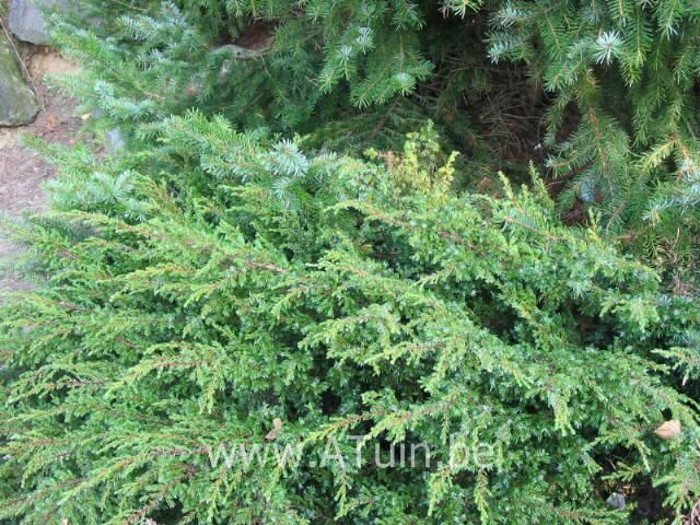 Jeneverbes - Juniperus communis 'Repanda'