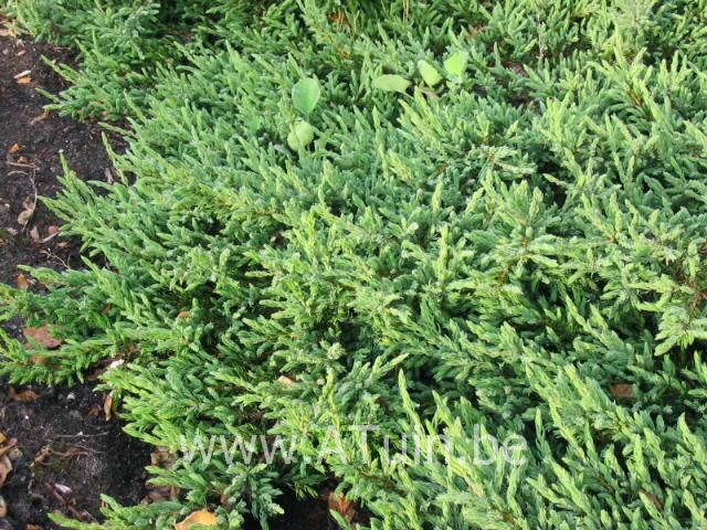 Juniperus communis 'Repanda' - Jeneverbes