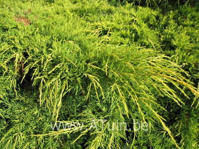 Juniperus 'Pfitzeriana 'Old Gold' - Jeneverbes