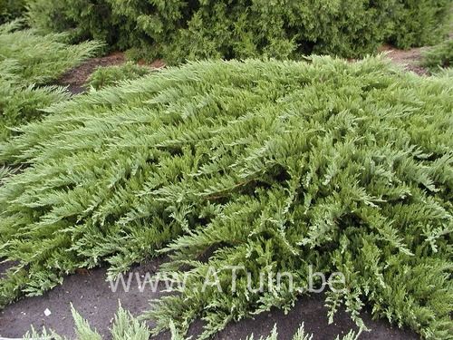 Sabijnse Jeneverbes - Juniperus sabina 'Tamariscifolia'