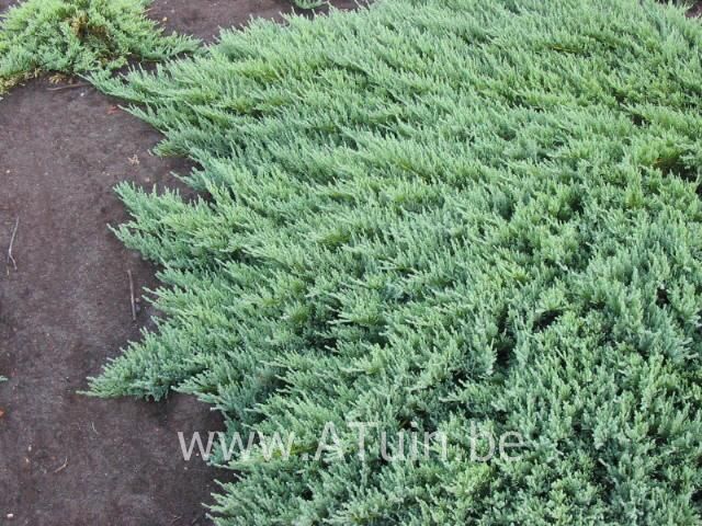 Juniperus sabina 'Tamariscifolia' - Sabijnse Jeneverbes