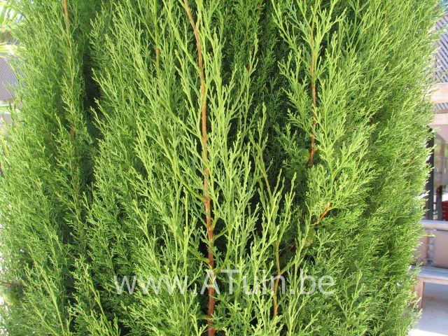 Juniperus scopulorum 'Skyrocket' - Jeneverbes