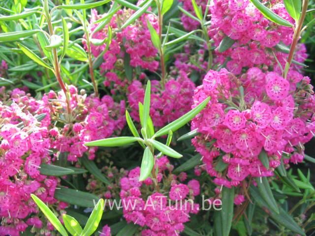 Lepelstruik - Kalmia angustifolia 'Rubra'