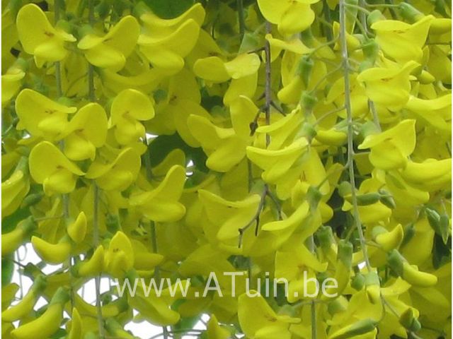 Laburnum anagyroides - Gouden Regen