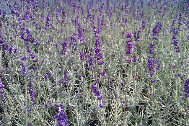 Lavandula angustifolia 'Hidcote' - Lavendel