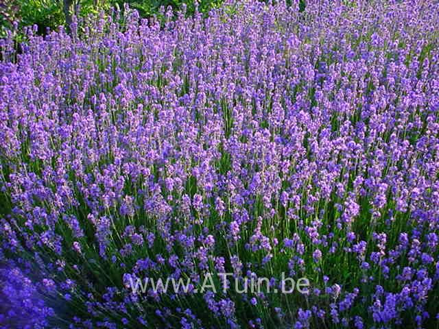 Lavendel - Lavandula angustifolia 'Munstead'