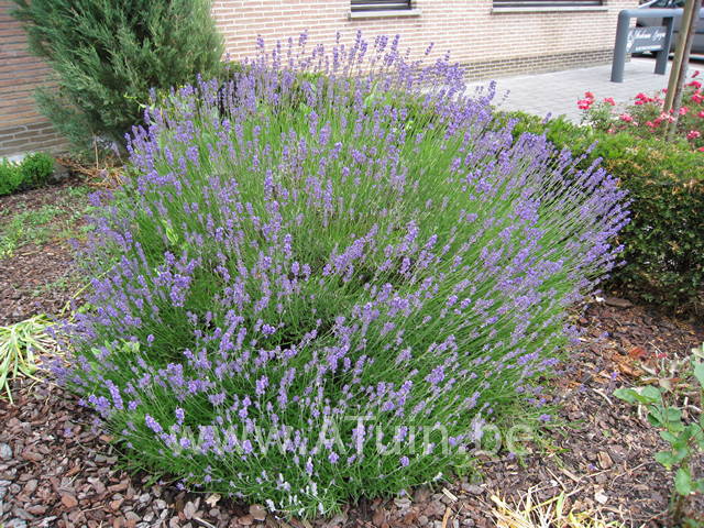 Lavandula angustifolia 'Munstead' - Lavendel