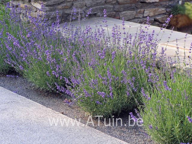 Lavandula angustifolia 'Munstead' - Lavendel