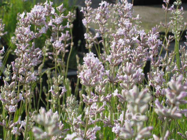 Roze lavendel - Lavandula angustifolia 'Rosea'