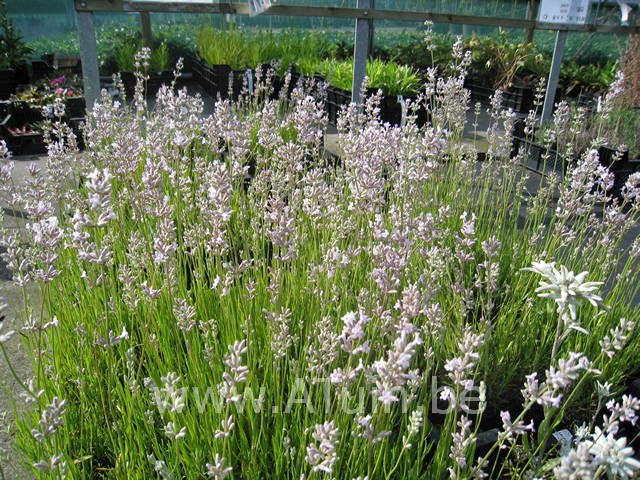 Lavandula angustifolia Rosea - lavendel
