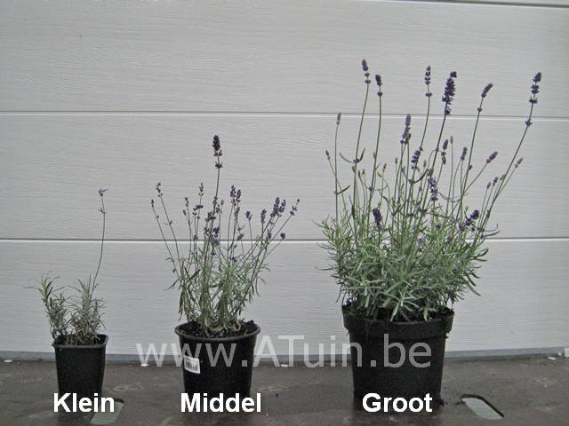 Lavandula angustifolia - lavendel - maten