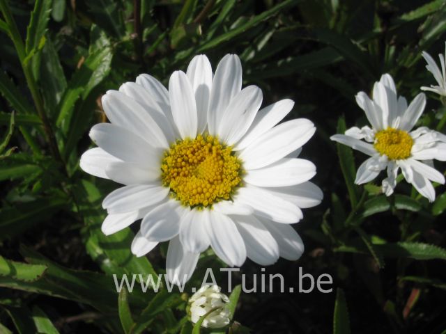 Witte Margrieten - Leucanthemum 'Silver Princess'