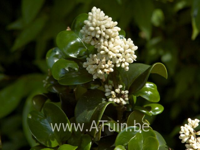 Japanse Liguster - Ligustrum japonicum 'Rotundifolium'