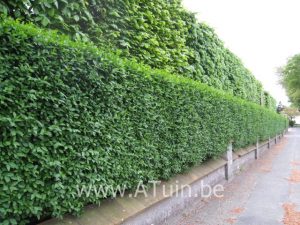 Haagliguster (Ligustrum ovalifolium) met GroeiGarantie - ATuin