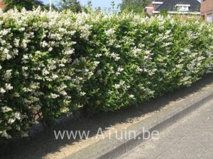 Haagliguster (Ligustrum ovalifolium) met GroeiGarantie - ATuin