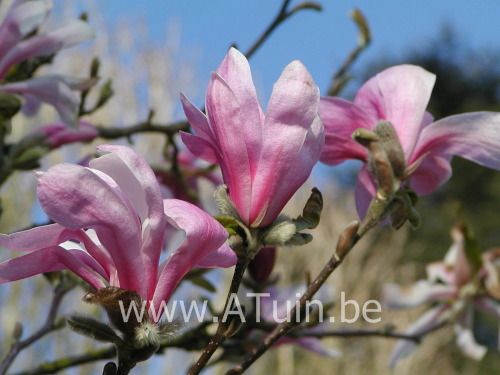 Lelie Magnolia - Beverboom - Magnolia liliiflora 'Nigra'