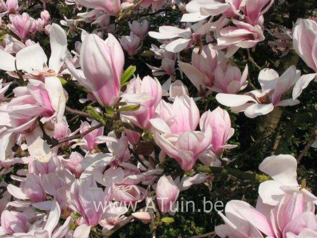 Beverboom - Magnolia soulangeana