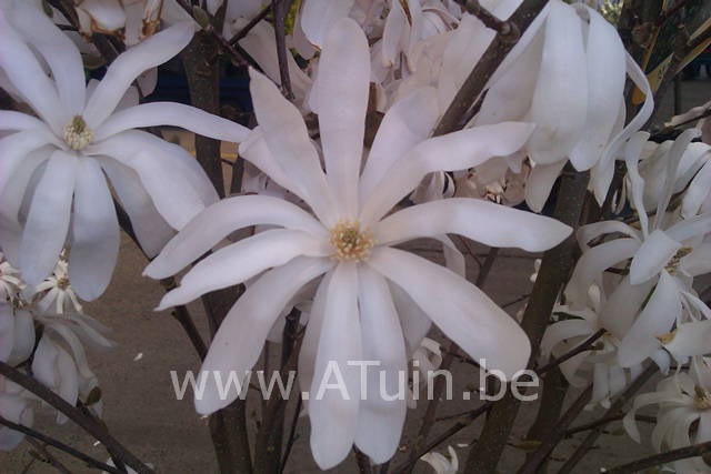 Magnolia stellata - Stermagnolia - bloem