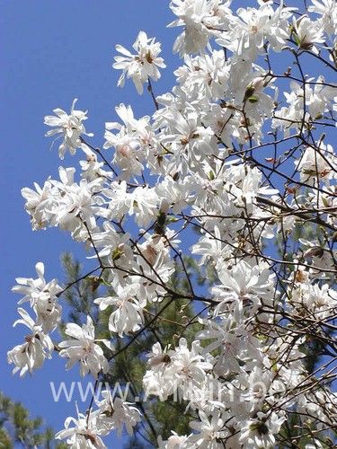 Magnolia stellata - Stermagnolia