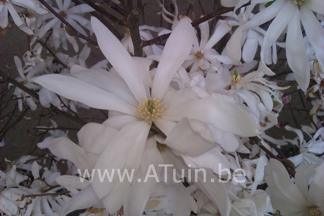 Magnolia stellata - Stermagnolia - bloem