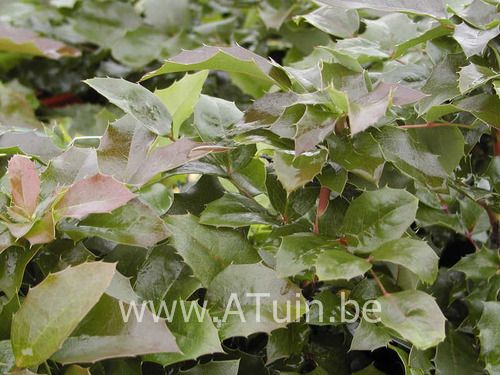 Druifstruik - Mahonie - Mahonia aquifolium 'Apollo'