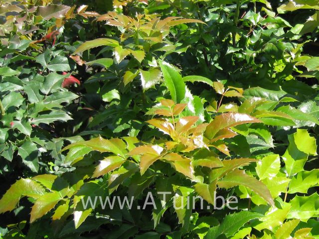 Druifstruik - Mahonie - Mahonia aquifolium