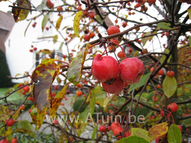 Malus 'Red sentinel' - Sierappel - appeltjes