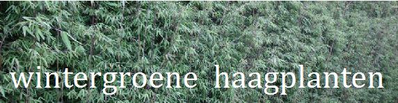 Wintergroene hagen: Niet Bamboe - Tuinadvies over Plantenkeuze - Atuin webshop