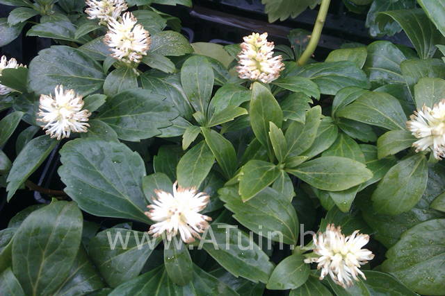 Pachysandra terminalis 'Green Carpet' - Schaduwkruid - bloem