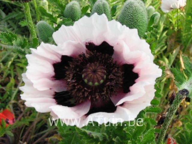 Oosterse Klaproos - Papaver orientale 'Perry's White'