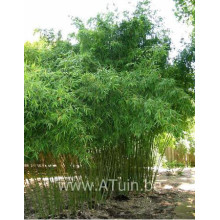 phyllostachys aurea - gele bamboe