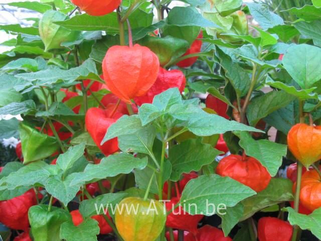 Lampionplant - Physalis alkekengi franchetii