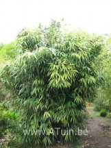 Pseudosasa japonica (Pijlbamboe)