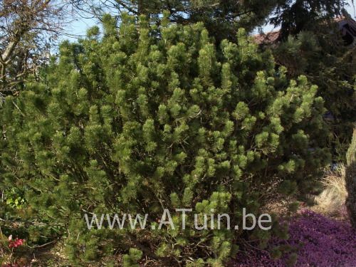 Bergden - Pinus mugo mughus