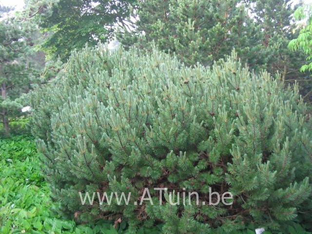 Dwergbergden - Pinus mugo pumilio