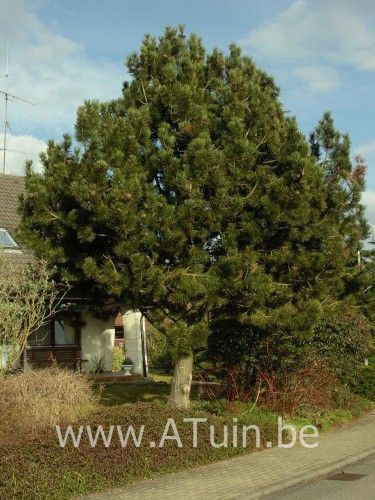 Oostenrijkse Den - Pinus nigra nigra