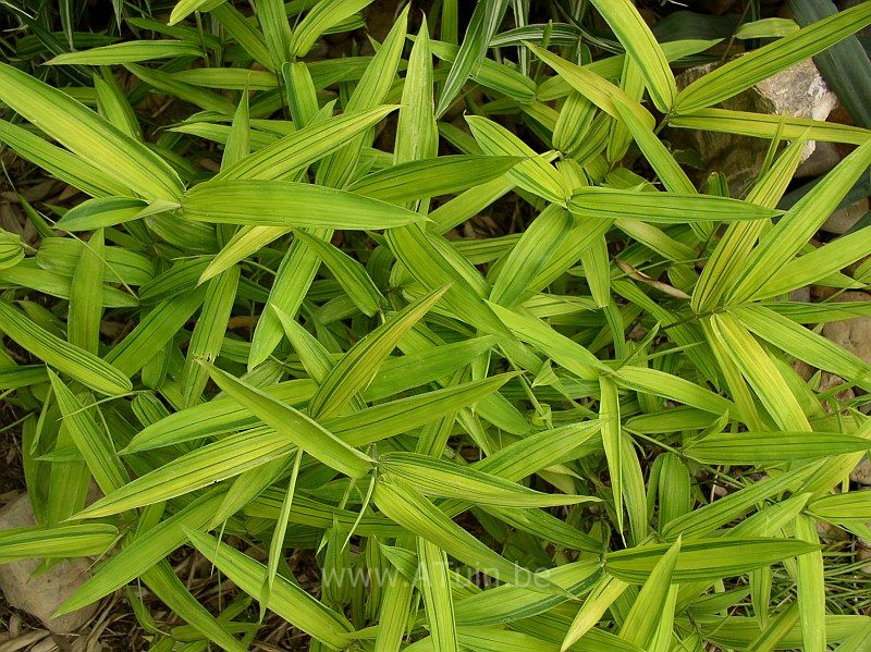 Bamboe - Pleioblastus auricomus