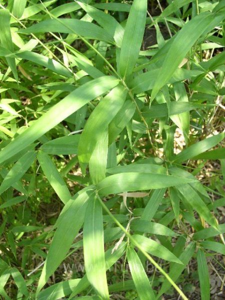 Bamboe - Pleioblastus simonii