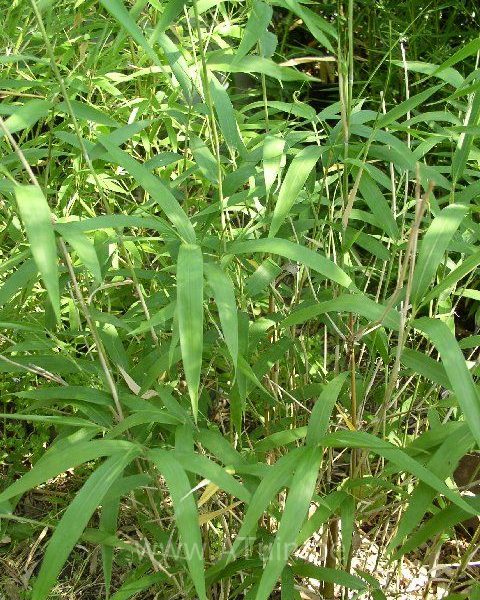 Pleioblastus simonii - Bamboe