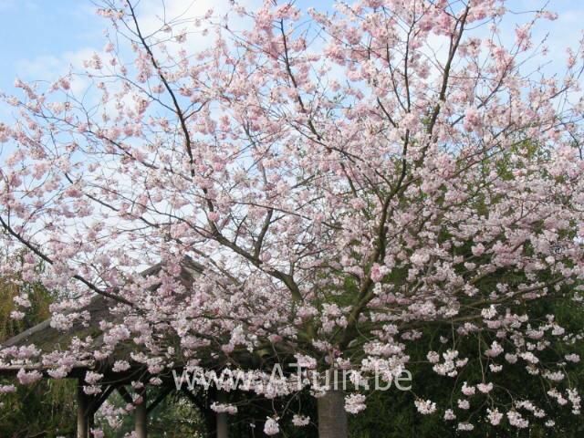Prunus 'Accolade' - Sierkers