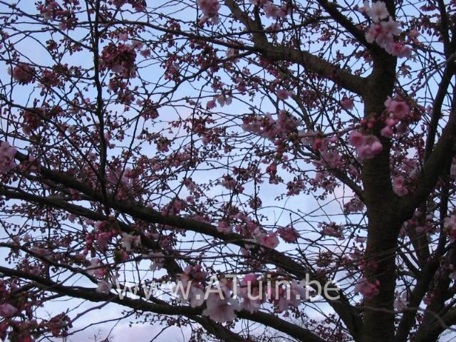 Prunus 'Accolade' - Sierkers
