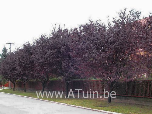 Kerspruim - Kroosjespruim - Prunus cerasifera 'Nigra'