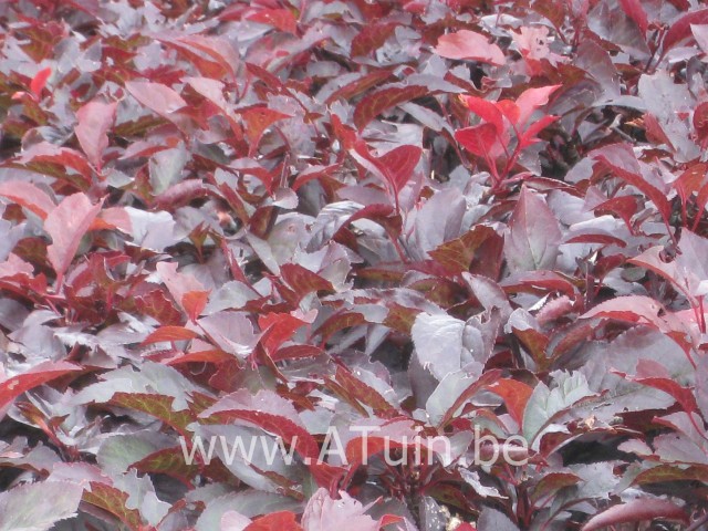 Prunus cerasifera 'Nigra' - Sierkers - Kerspruim