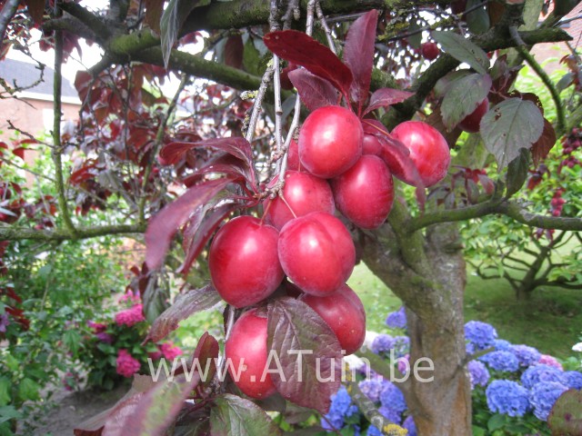 Prunus cerasifera 'Nigra' - Sierkers - Kerspruim