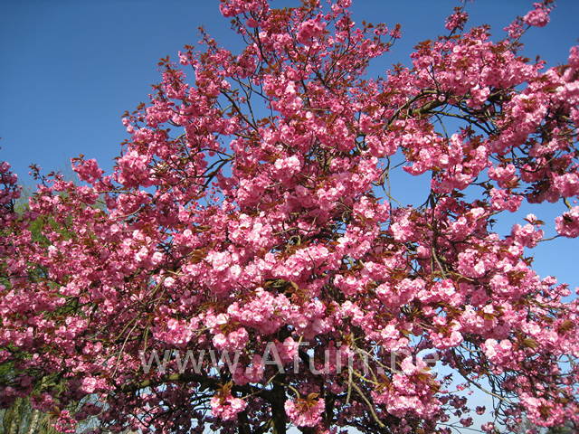 Prunus serrulata 'Kanzan' - Japanse Kerselaar