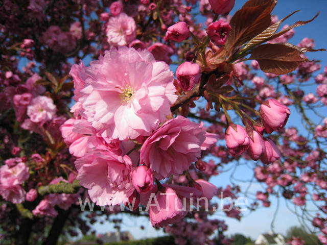 Prunus serrulata 'Kanzan' - Japanse Kerselaar - bloei