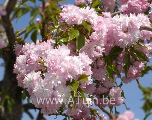 Japanse treurkers - Prunus serrulata 'Kiku-shidare'